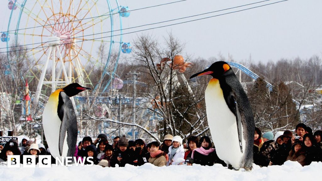 Japonya'da hayvanat bahçesi görevlisinin karısının cesedini çöp fırınına attığı iddia edildi